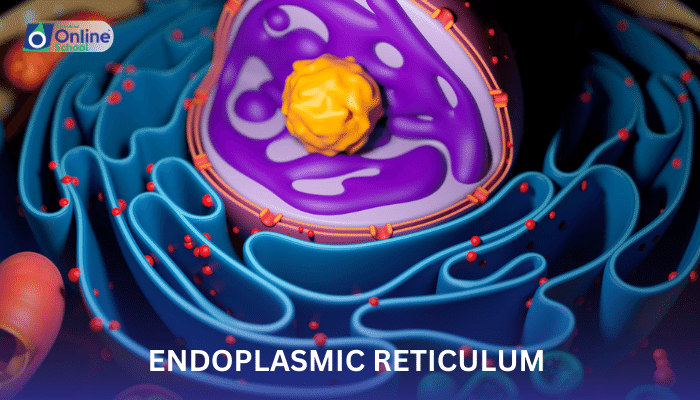 Lesson 07: Endoplasmic Reticulum - Types and Functions